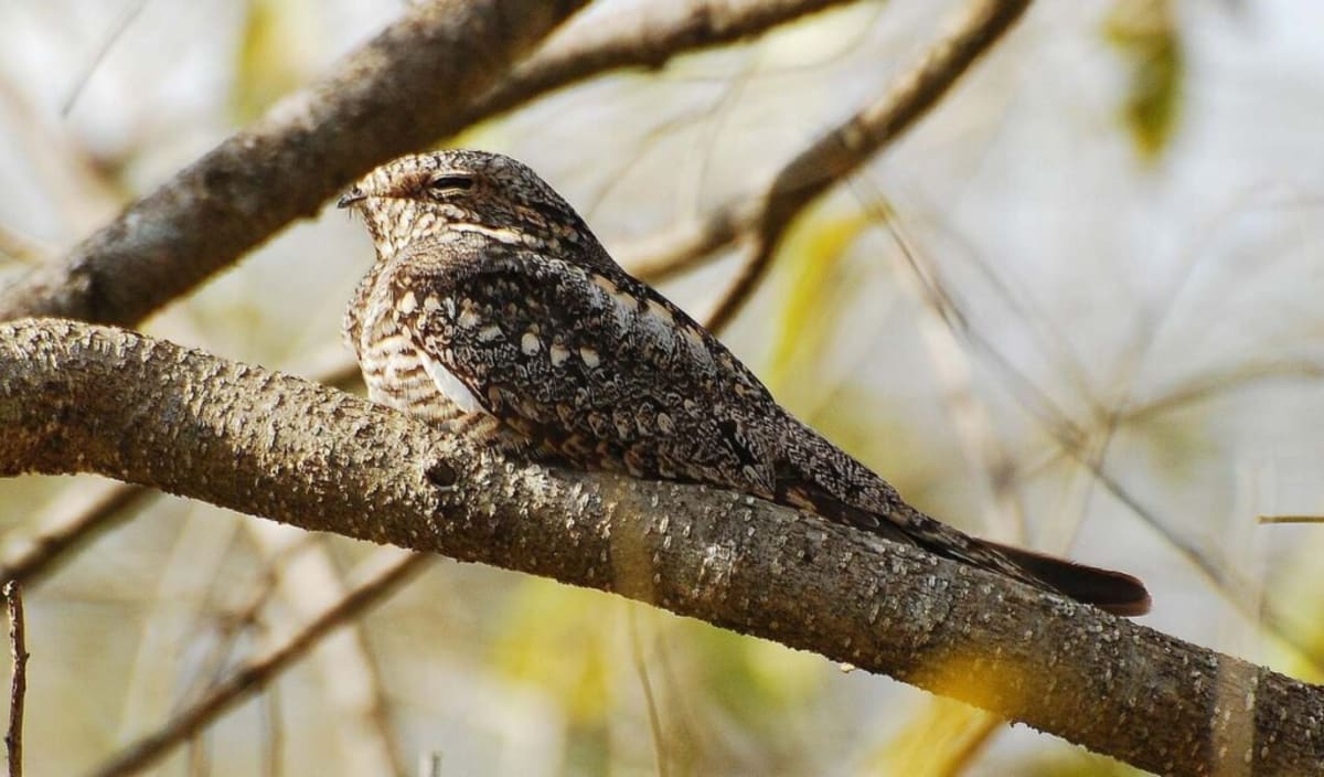 England's Nightjars Double in 5 Years After Habitat Revival - Image 2