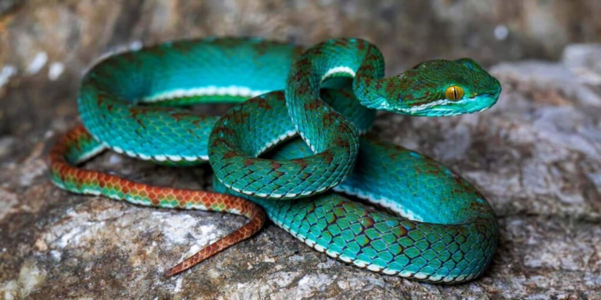 Cambodia Caves Yield Stunning New Viper and 10 Other Species - Image 2