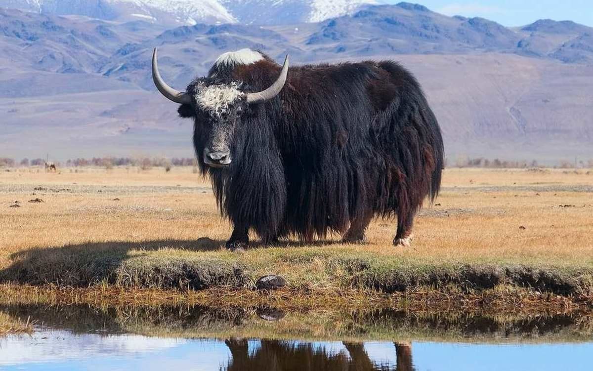 Wild yak standing in mountainous Tibetan plateau landscape with snow-capped peaks behind