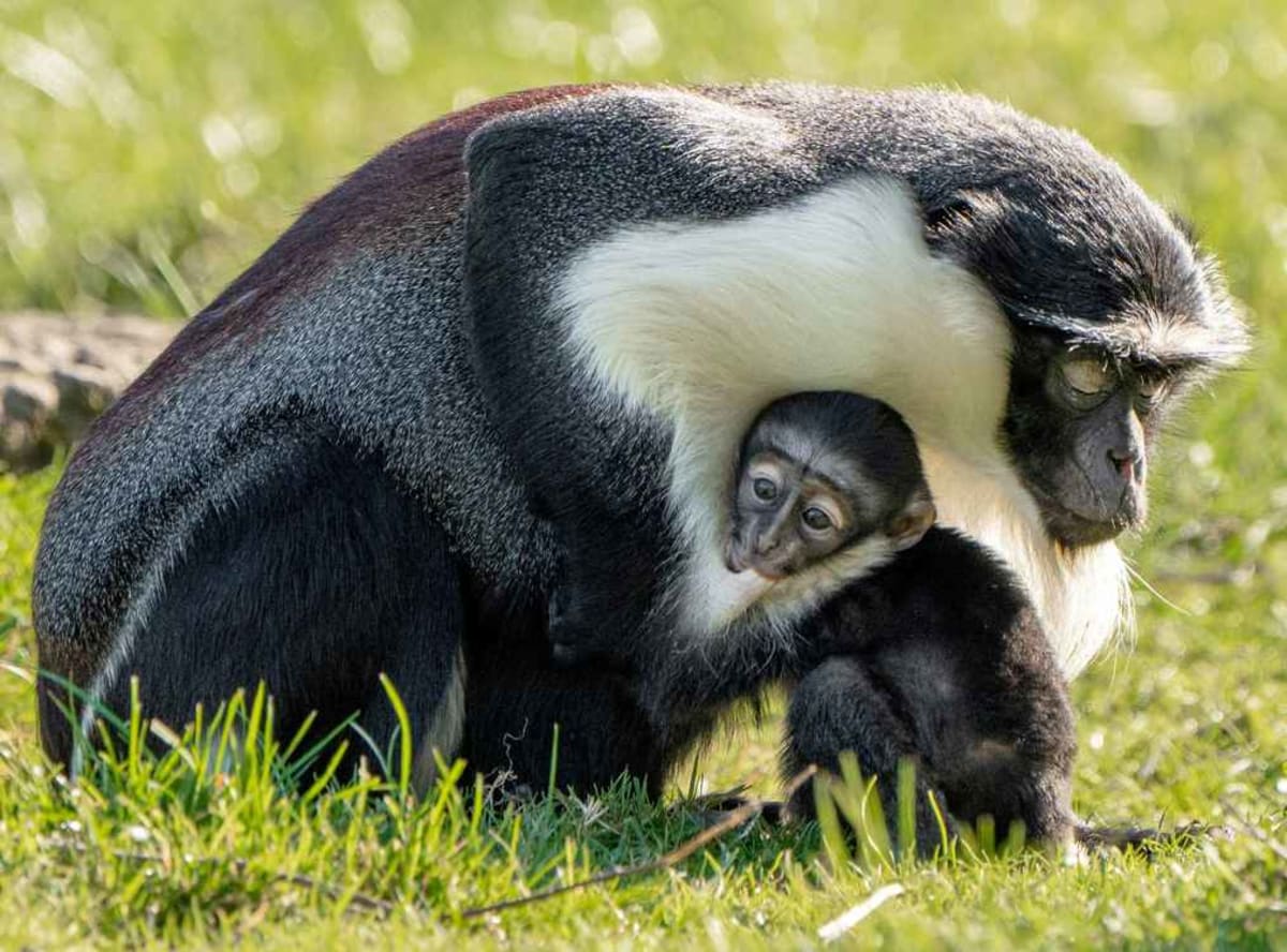 Rare Monkey Gets Surgery, Gives Birth to Critically-Needed Baby