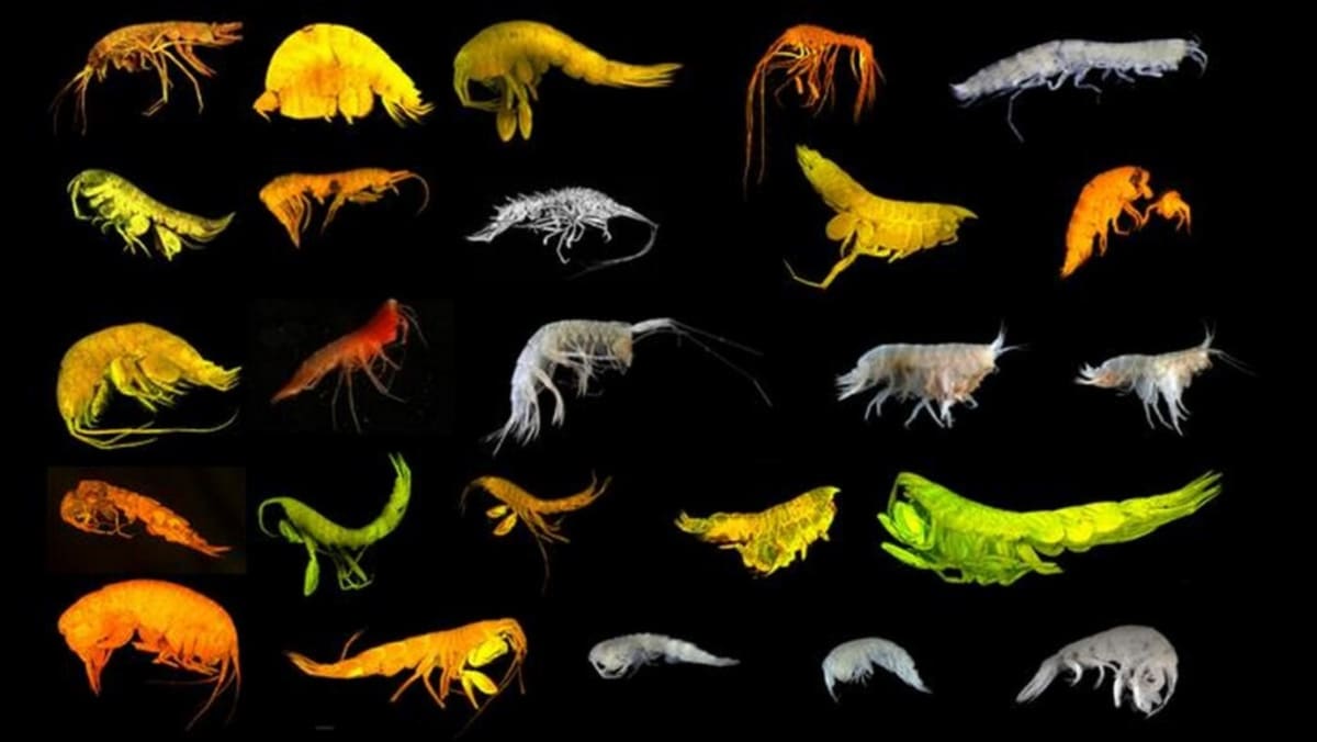 Scientists Discover 24 New Species in Deep Pacific Ocean - Image 2