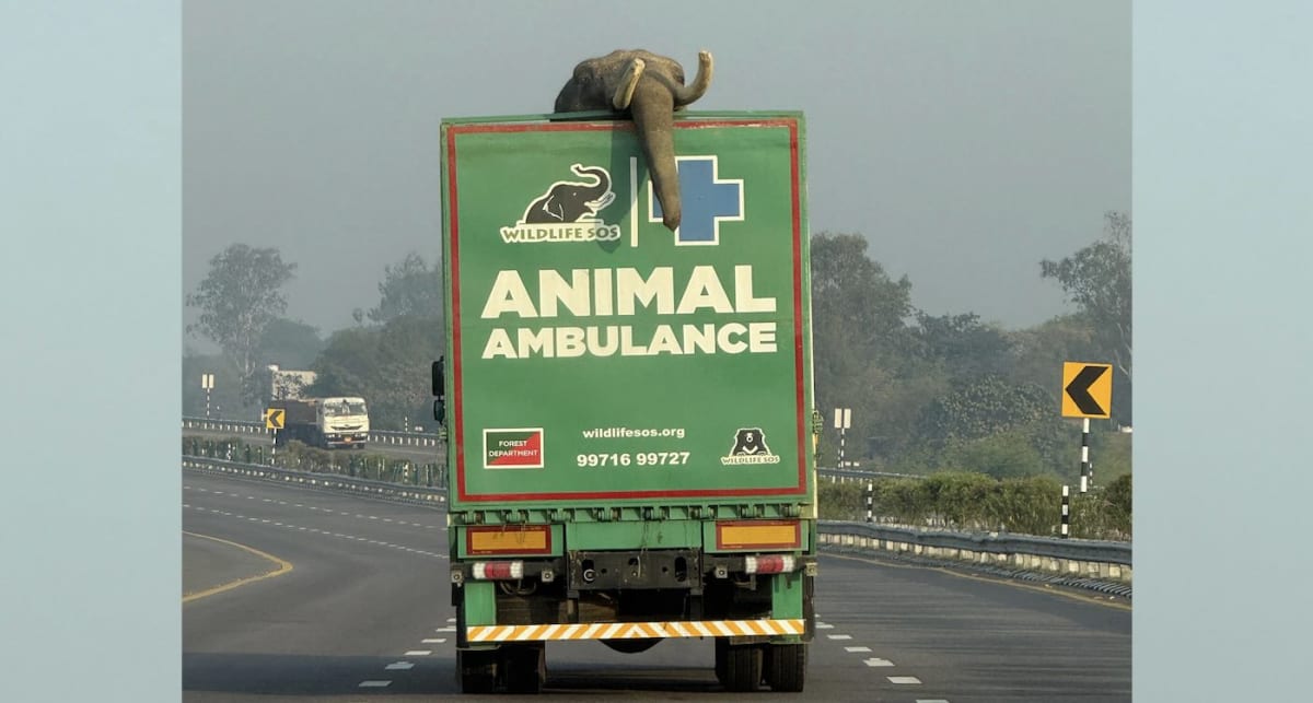 India's First Elephant Ambulance Rescues Injured 27-Year-Old