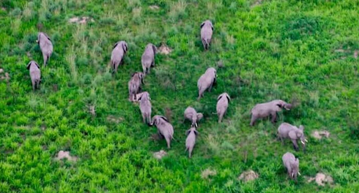Herd of African bush elephants walking through grassland in Virunga National Park, Democratic Republic of Congo