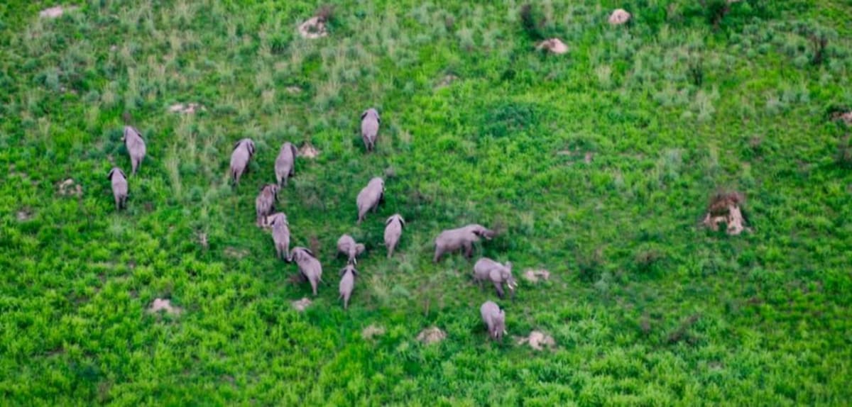 480 Elephants Return to Virunga as Rare Gorilla Twins Born - Image 2