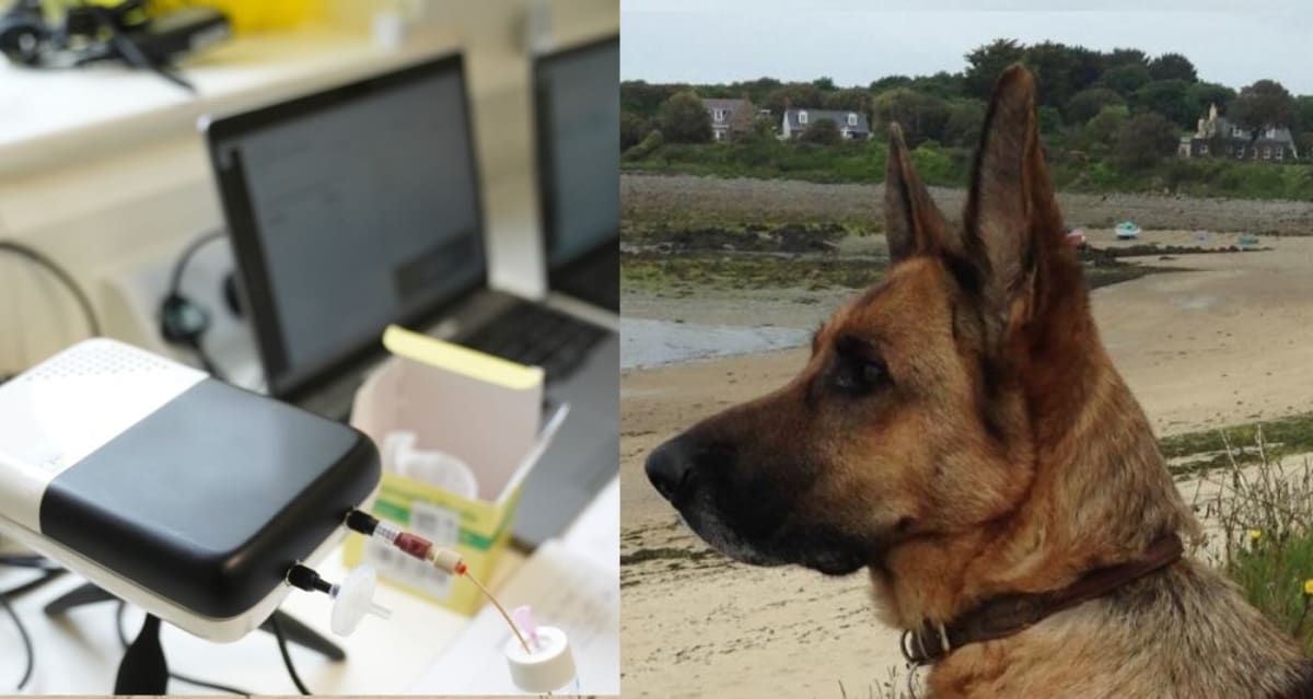 Dog Sniffs Out Stage 1 Lung Cancer, Inspires AI E-Nose