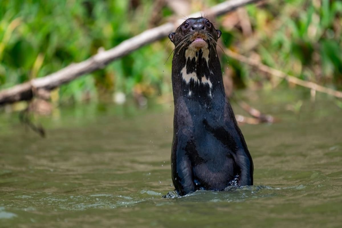 Giant river otter swimming in water, one of forty species newly protected under UN treaty