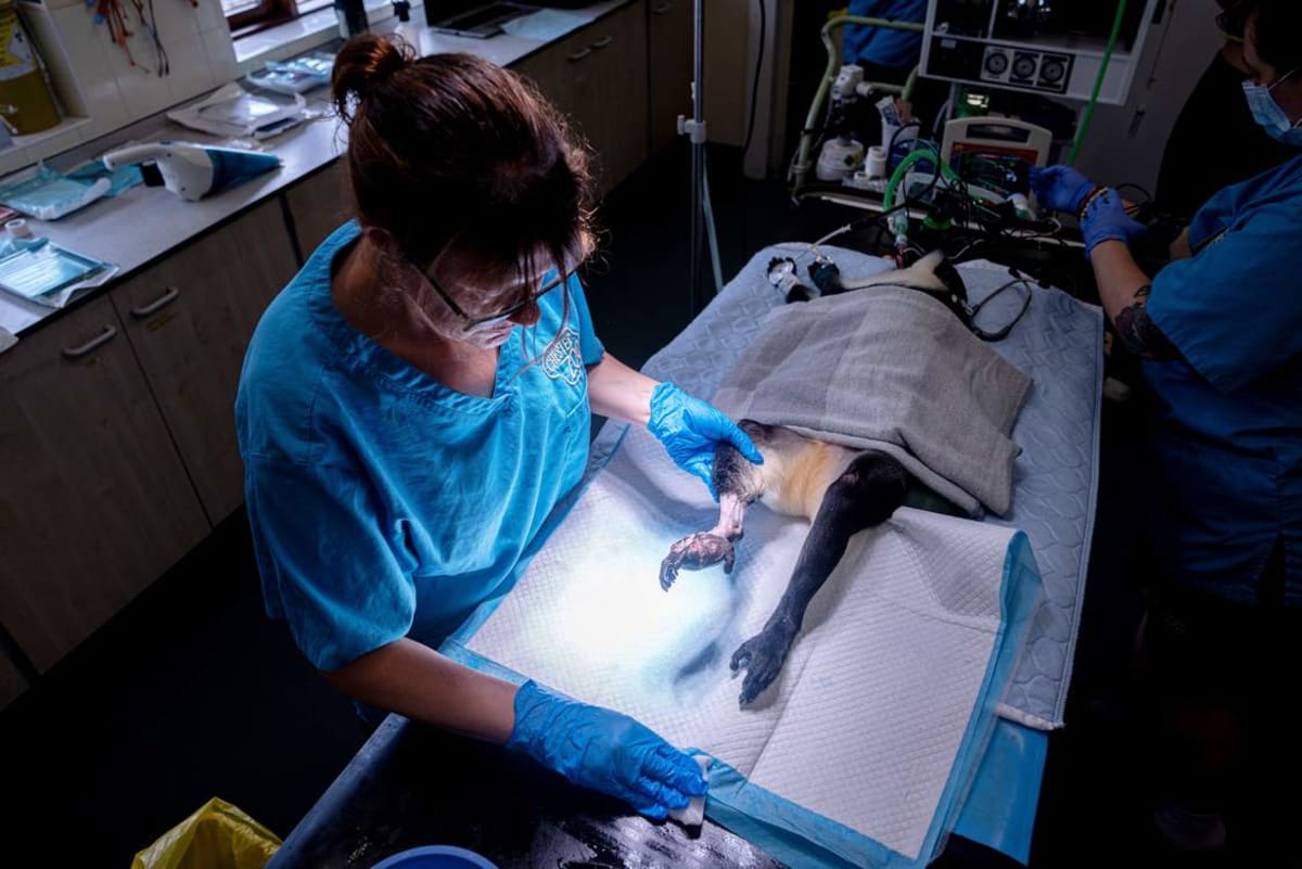 Rare Monkey Gets Surgery, Gives Birth to Critically-Needed Baby - Image 3
