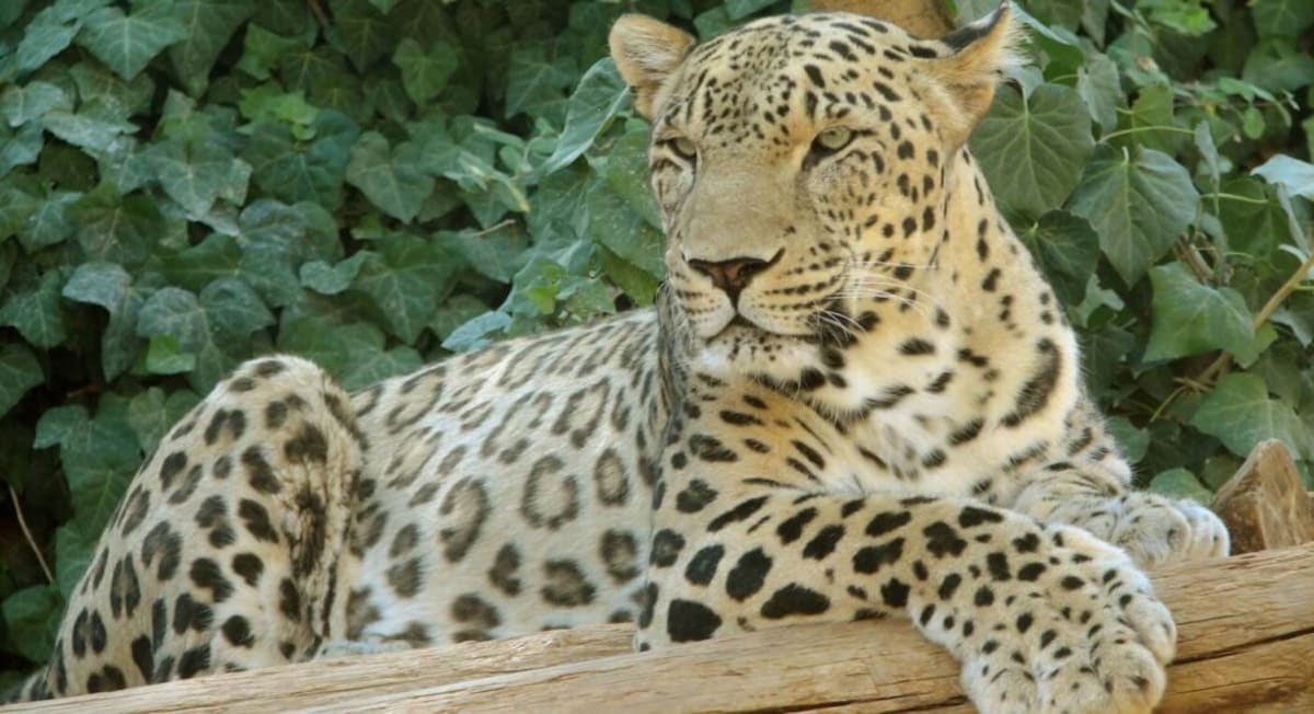 60 Persian Leopards Now Prowl Turkmenistan's Mountains - Image 2