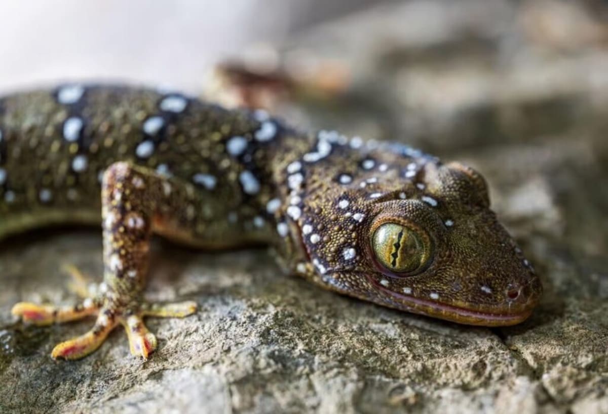 Cambodia Caves Yield Stunning New Viper and 10 Other Species - Image 4