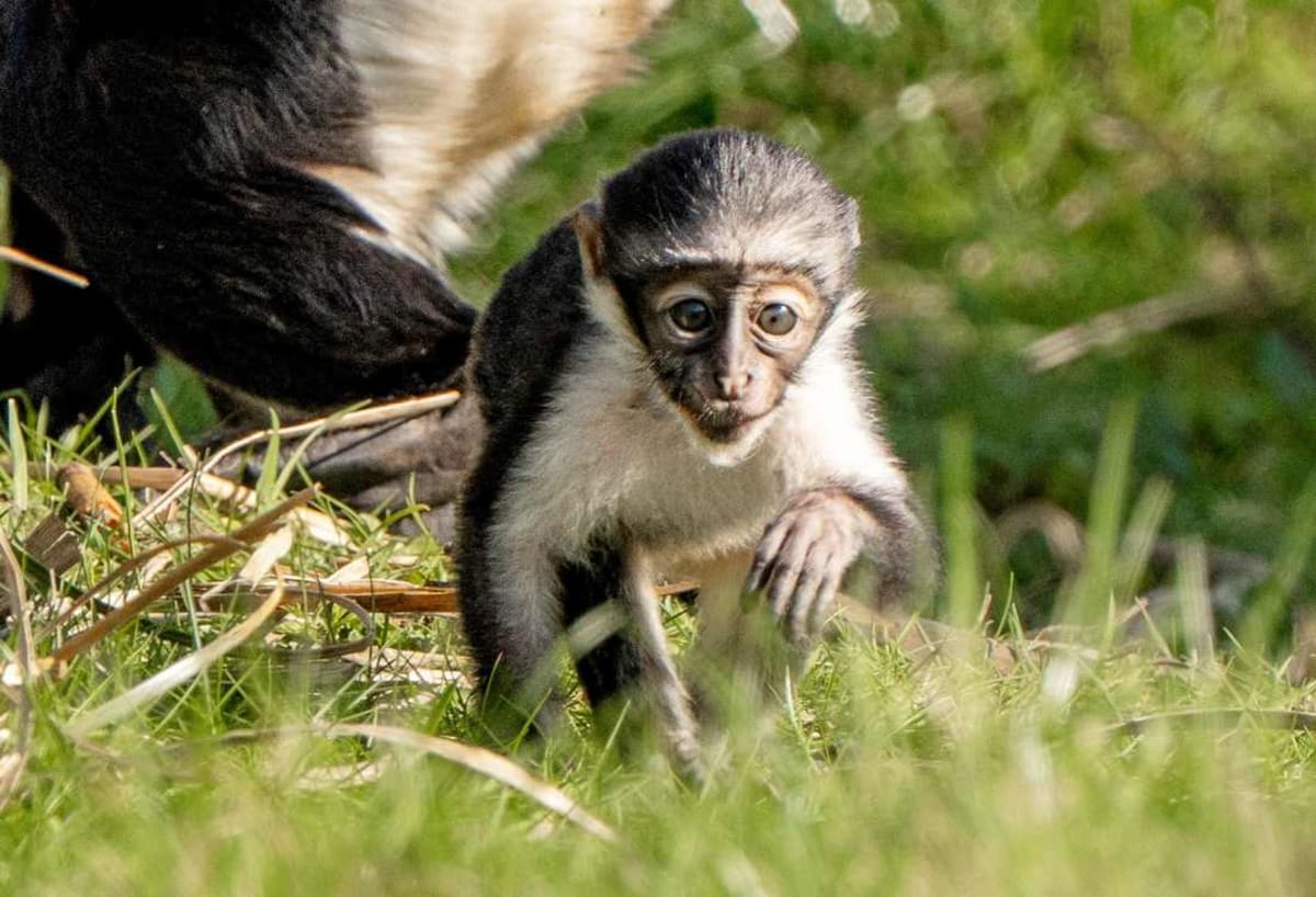 Rare Monkey Gets Surgery, Gives Birth to Critically-Needed Baby - Image 2