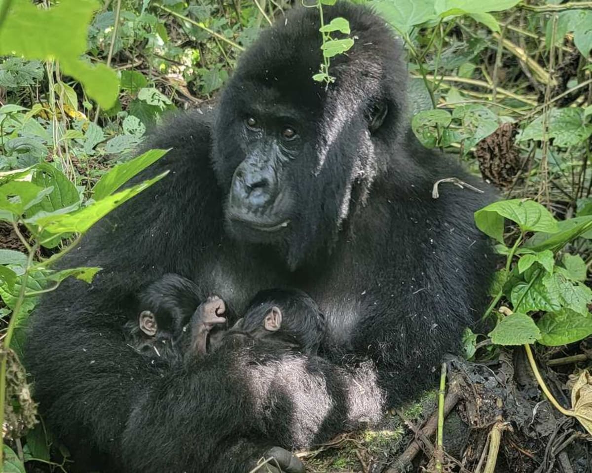 480 Elephants Return to Virunga as Rare Gorilla Twins Born - Image 3