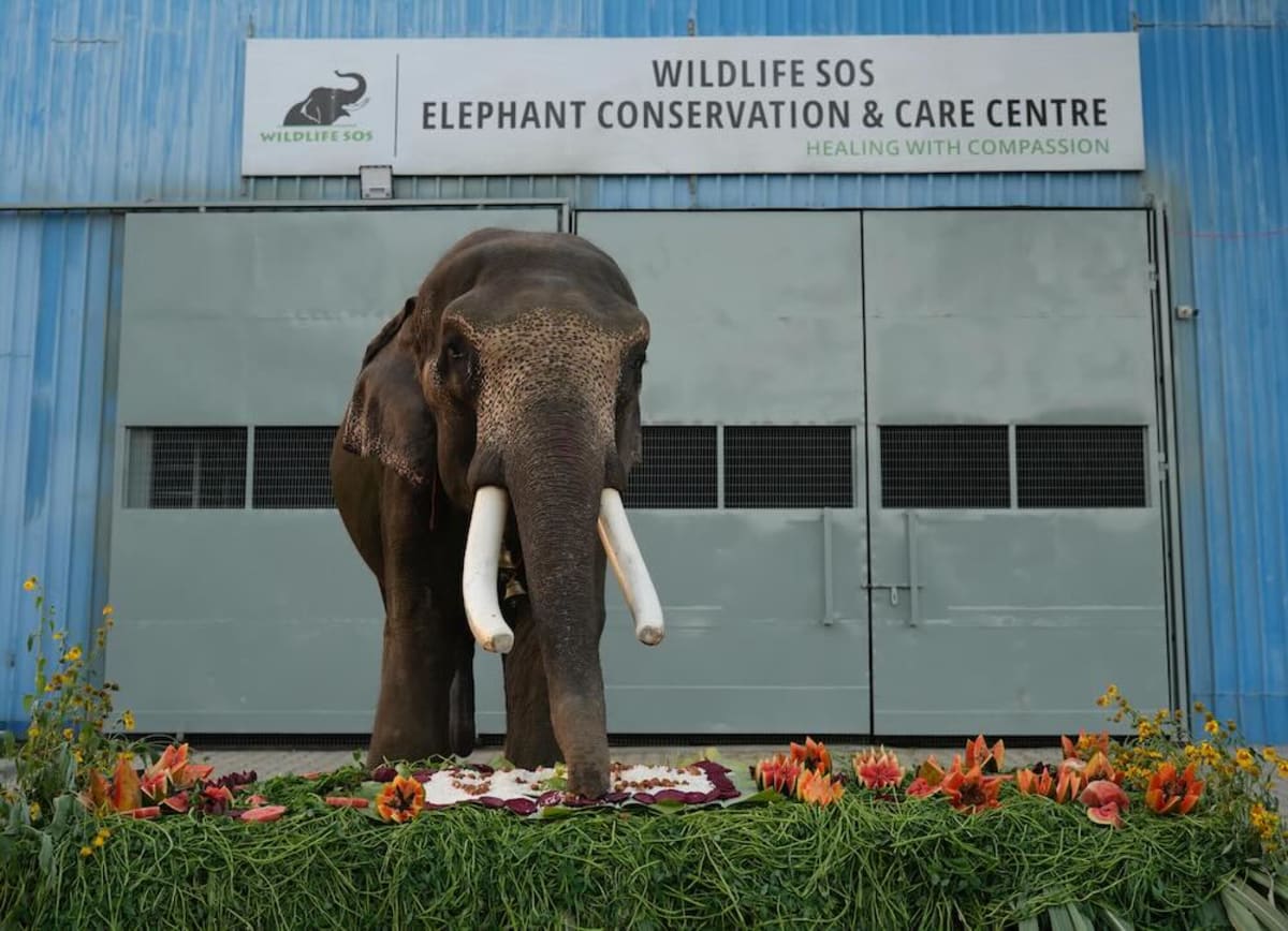 India's First Elephant Ambulance Rescues Injured 27-Year-Old - Image 3