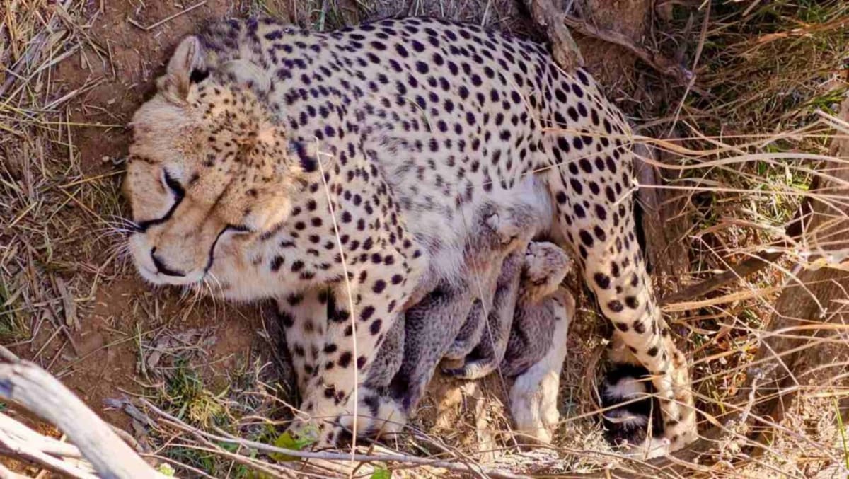 India's Cheetah Cubs Hit 33 After Historic Reintroduction - Image 2