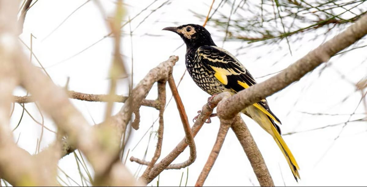 Regent honeyeater bird perched on branch with distinctive black and yellow plumage