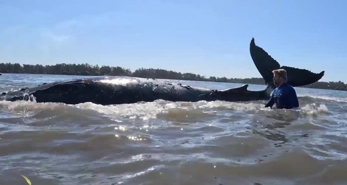 Rescuers Free 10-Ton Humpback Whale Stranded in Australia