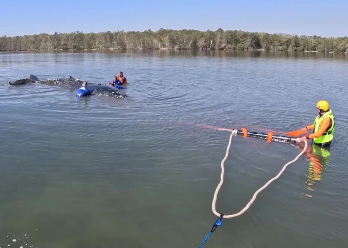 Rescuers Free 10-Ton Humpback Whale Stranded in Australia - Image 2