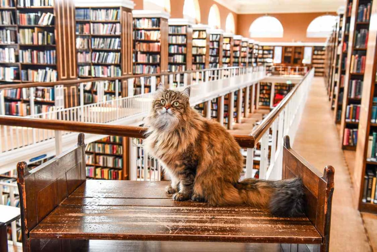 Oxford Library Cat Commutes By Bus to Comfort Students - Image 3