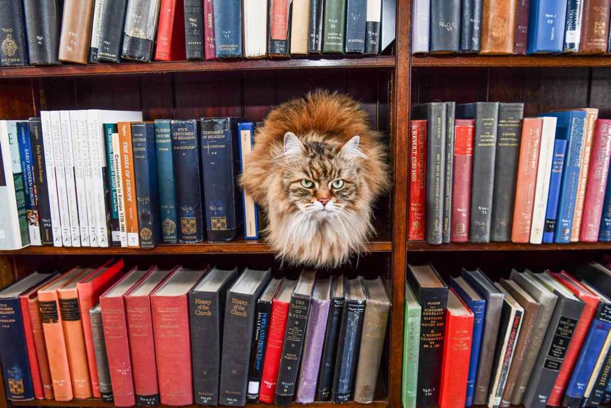 Oxford Library Cat Commutes By Bus to Comfort Students - Image 2