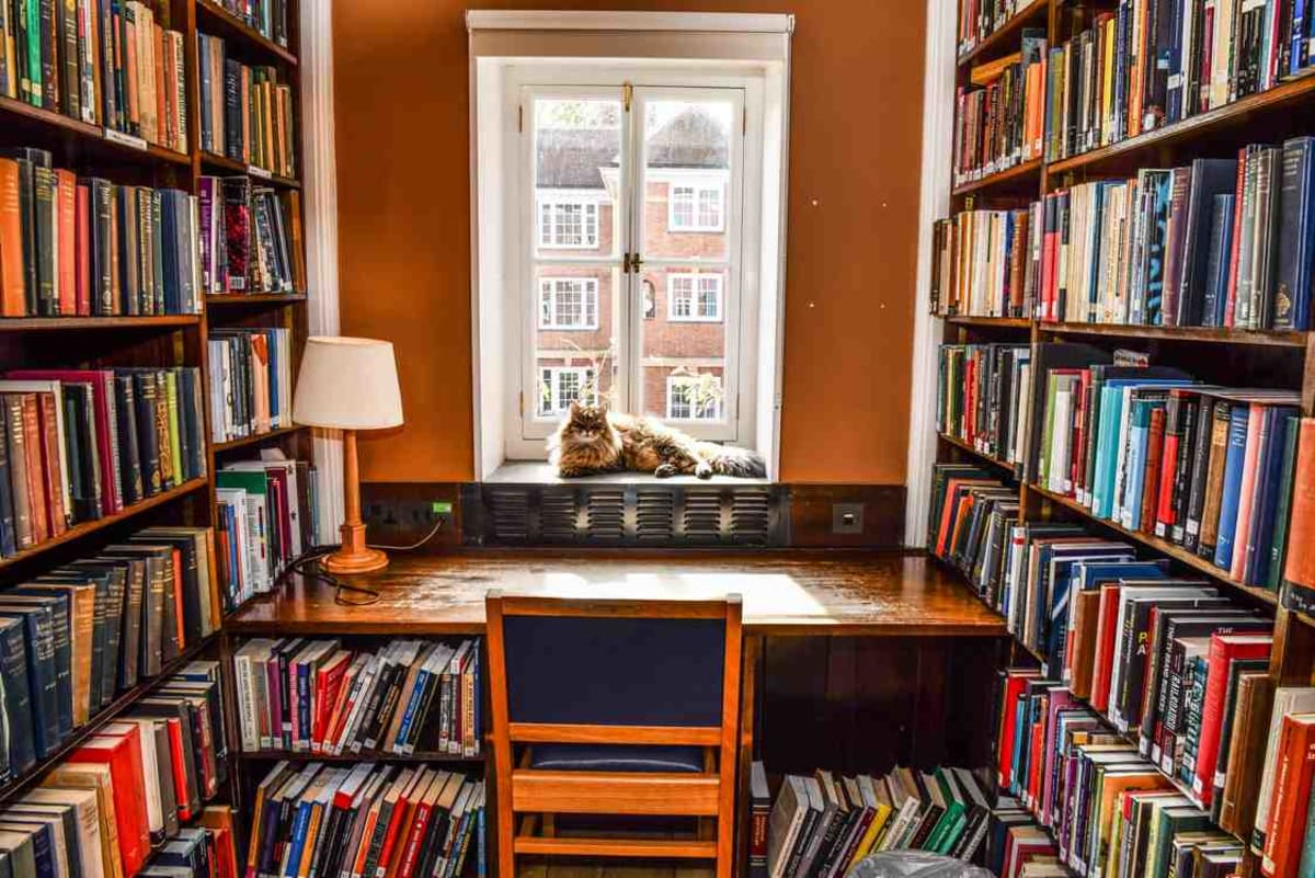 Oxford Library Cat Commutes By Bus to Comfort Students - Image 4