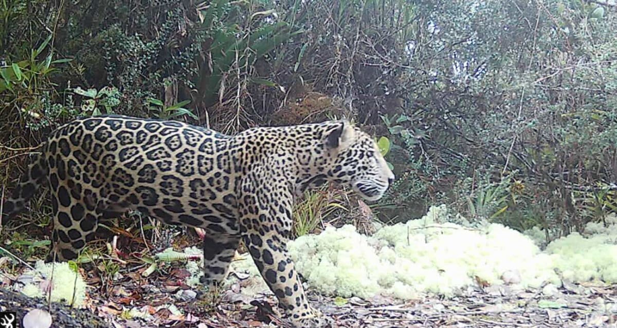 Cloud Jaguar Returns to Honduras After 10 Years