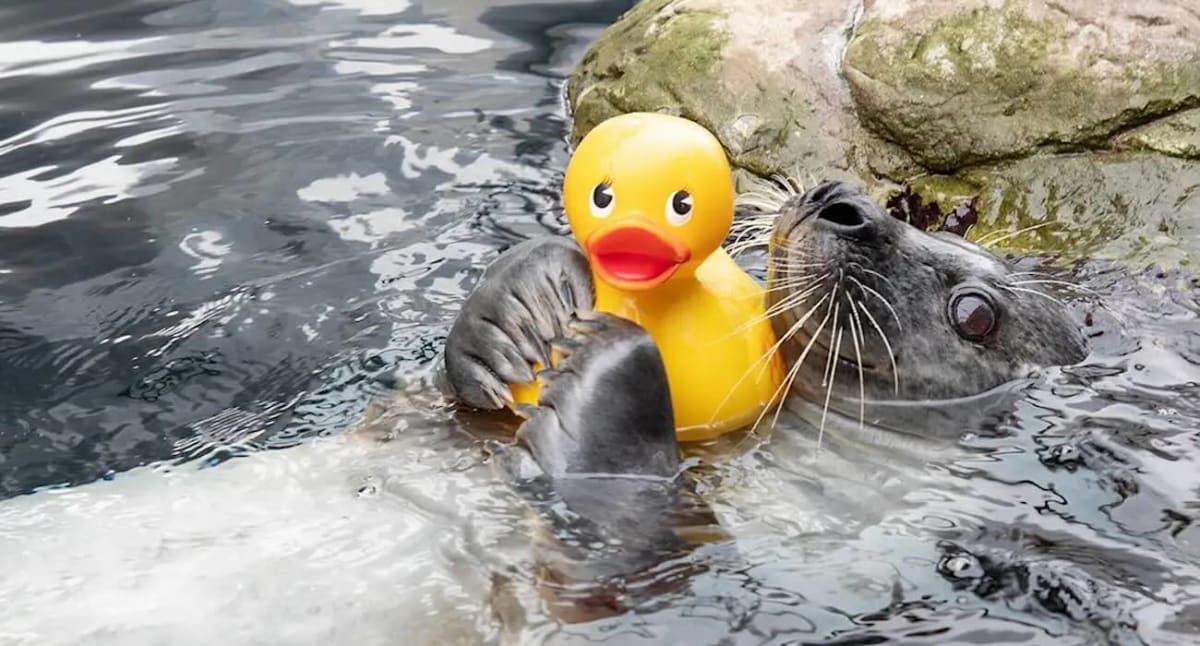 Reggae the Atlantic harbor seal hugging and kissing his yellow rubber duck toy