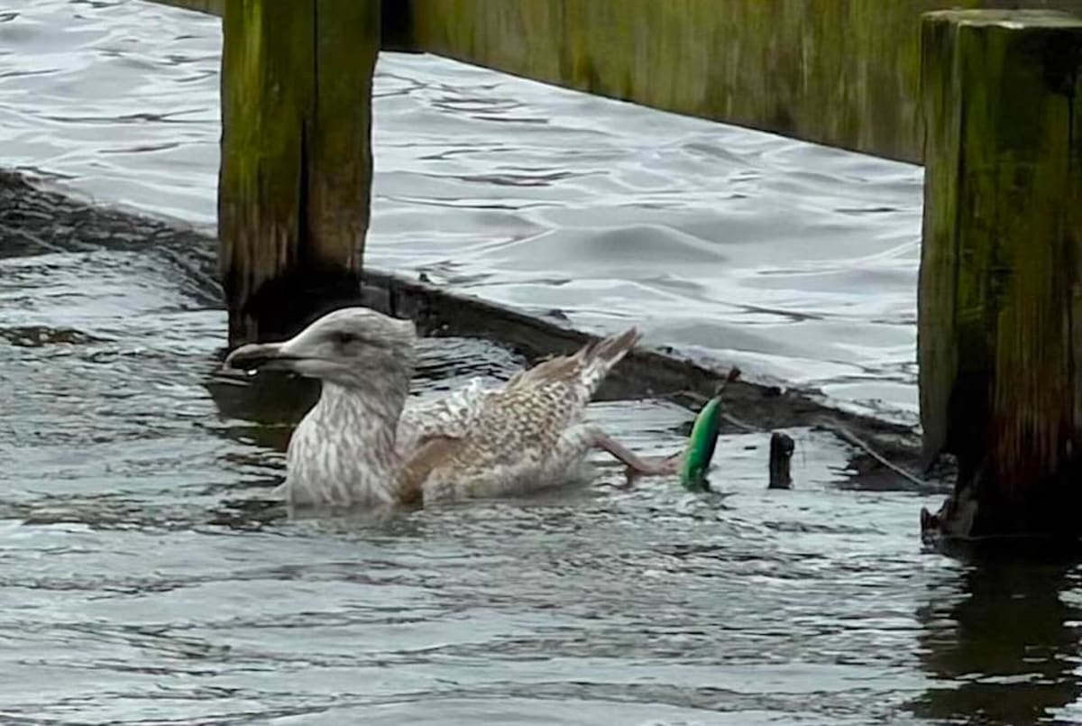 Woman Swims 50 Feet in Frigid Lake to Save Trapped Gull - Image 2