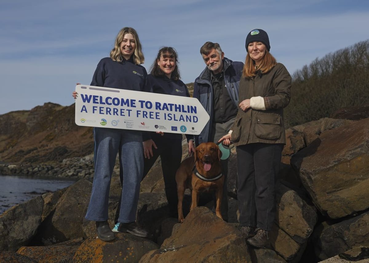 Puffins and seabirds nesting on cliffsides of Rathlin Island, Northern Ireland