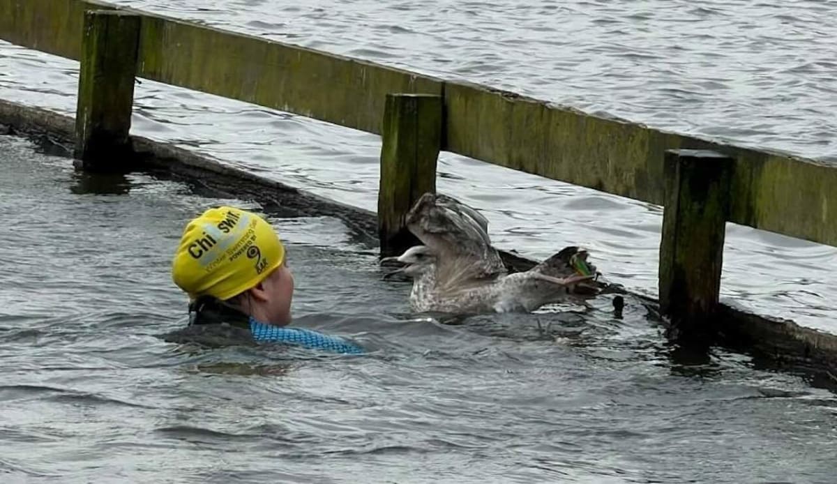 Woman Swims 50 Feet in Frigid Lake to Save Trapped Gull - Image 3
