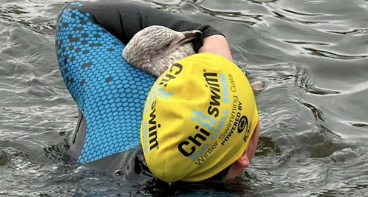 Woman Swims 50 Feet in Frigid Lake to Save Trapped Gull