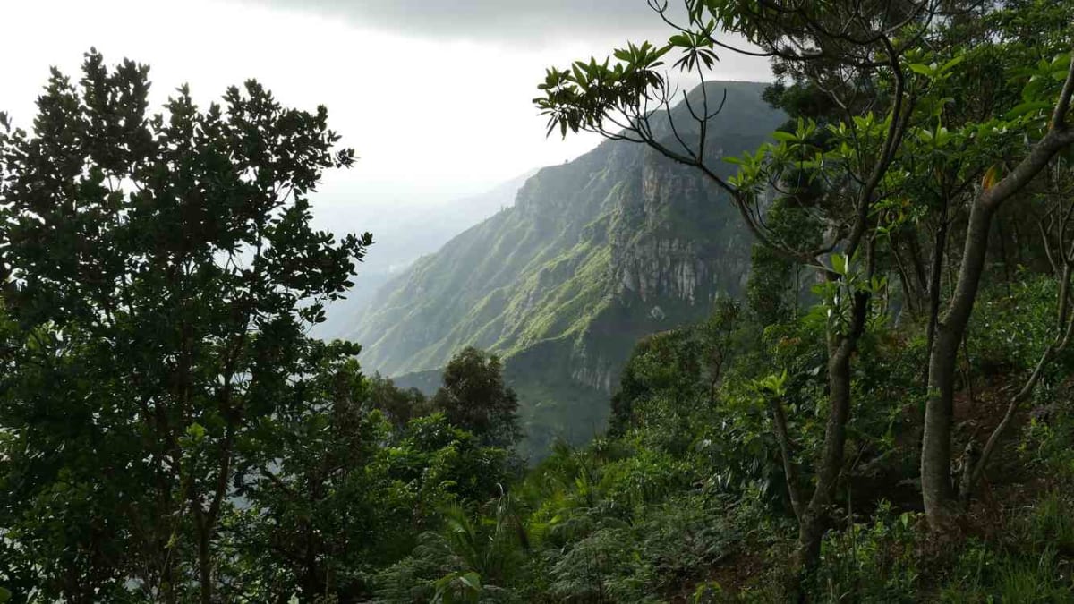 Search Engine Ecosia Plants 250 Million Trees Worldwide