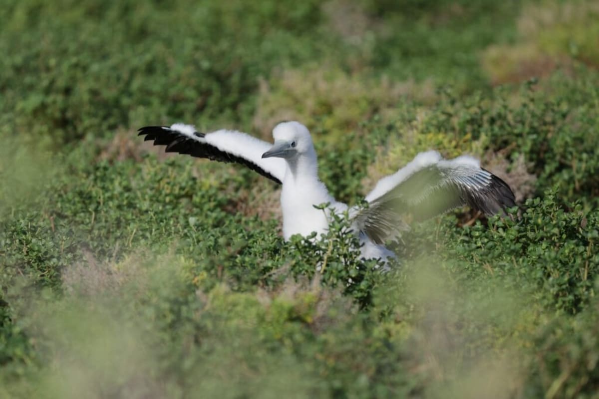 Wake Atoll Beats Invasive Rats, Seabirds Surge Back - Image 2