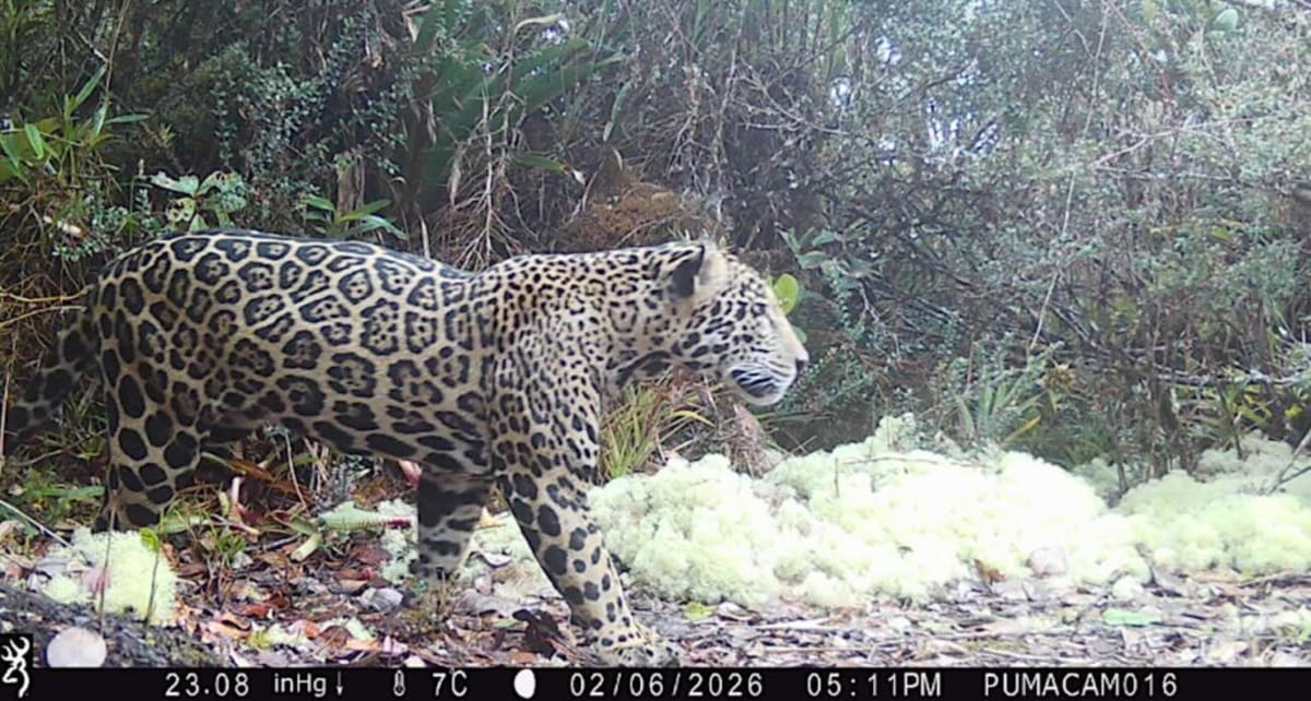 Cloud Jaguar Returns to Honduras After 10 Years - Image 2