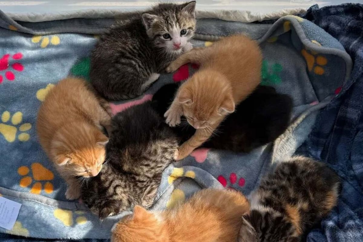 7 Kittens Rescued from Lowe's Shelf in Pennsylvania - Image 2