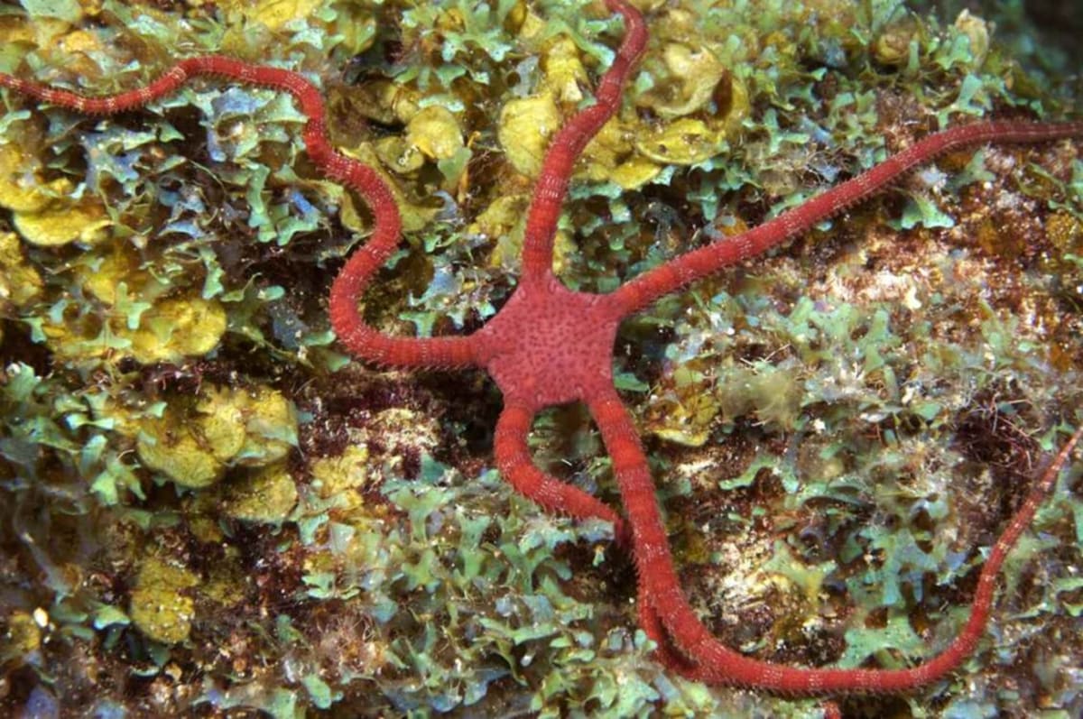Scotland's Trawling Ban Triples Sea Life in a Decade - Image 2