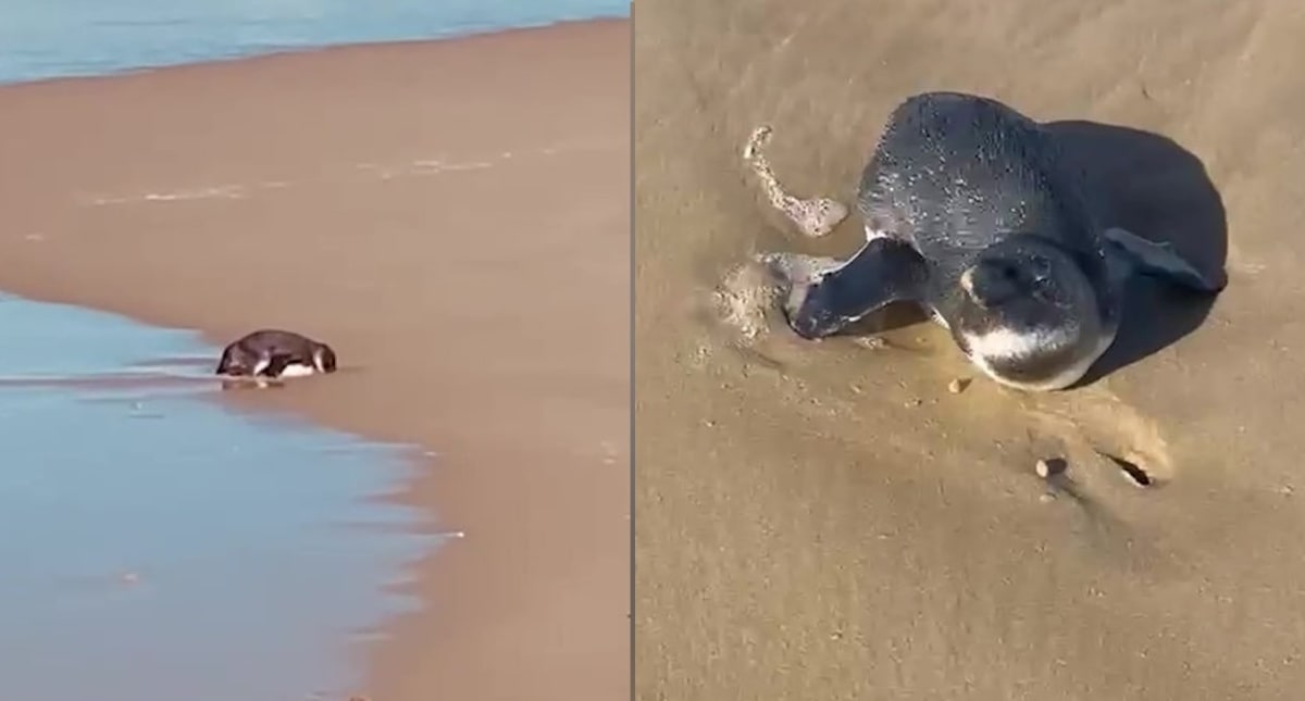 Jogger Saves Rare Penguin Found Face-Down on Beach - Image 2
