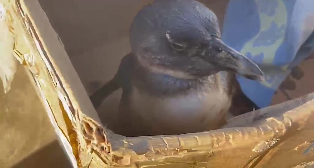 Wildlife veterinarian holding rescued African penguin wrapped in towel on South African beach