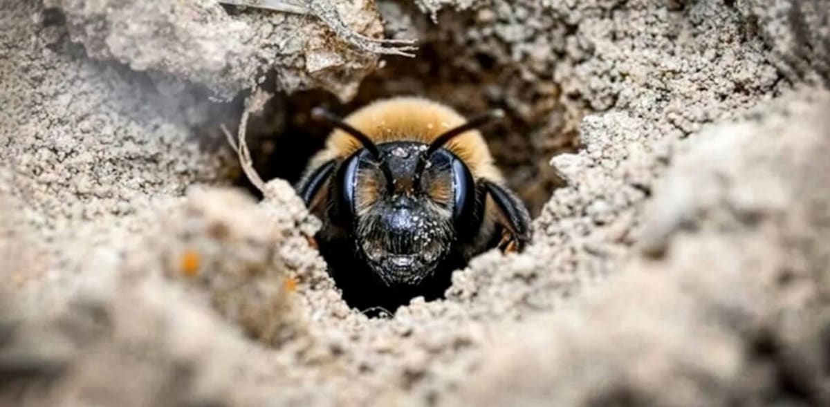 NY Cemetery Hides 5.5 Million Bees for Over 100 Years - Image 2