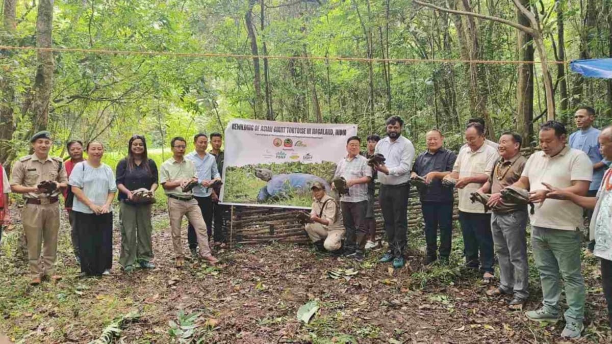 Nagaland Turns Tortoise Hunters Into Conservation Heroes - Image 2