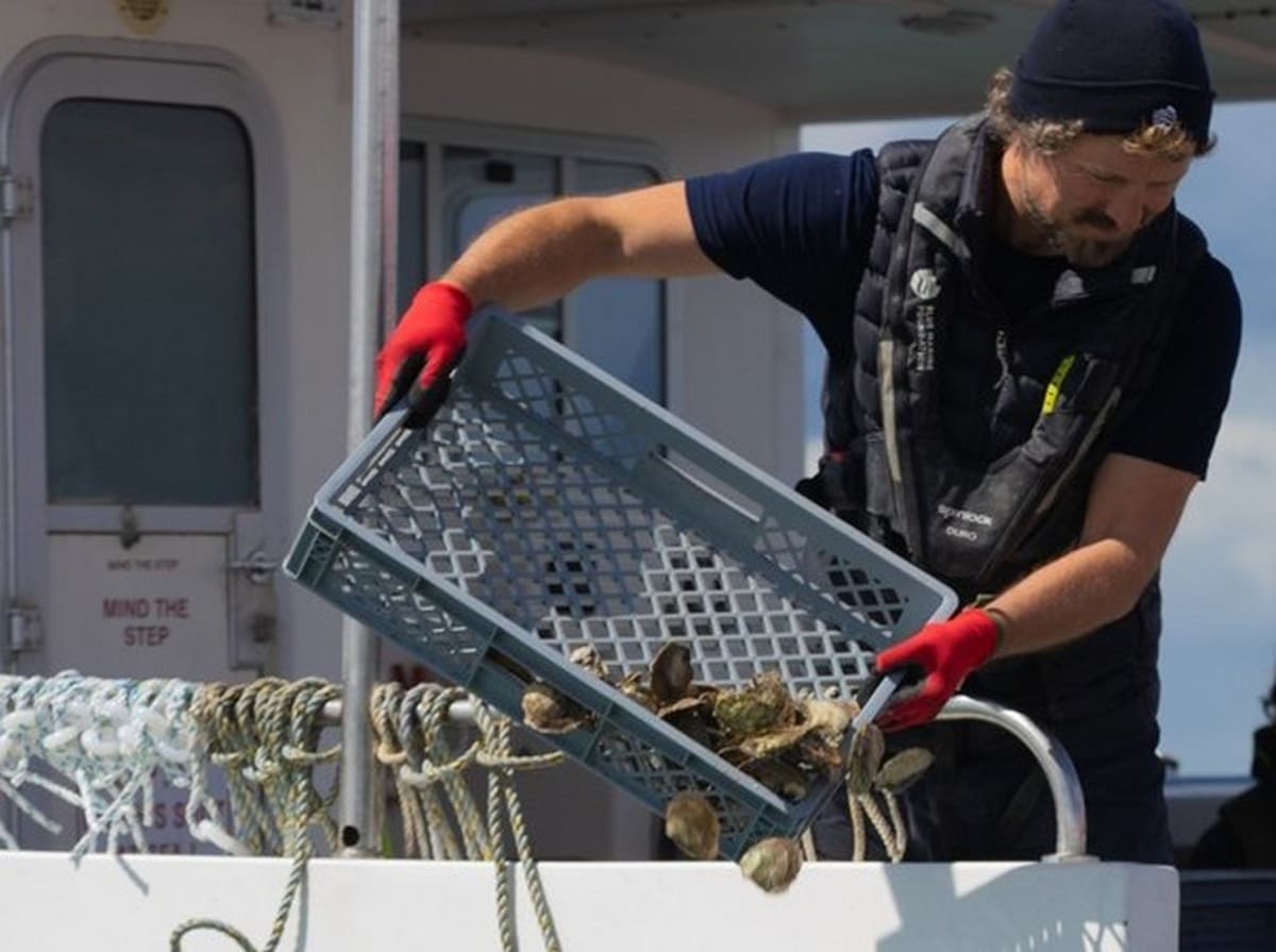 260 Volunteers Restore 20,000 Oysters to Portsmouth Waters - Image 2