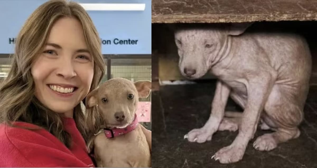Hairless Puppy Found in Cabinet Now Thriving in New Home