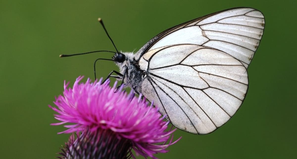 Extinct Butterfly Returns to Britain After 100 Years
