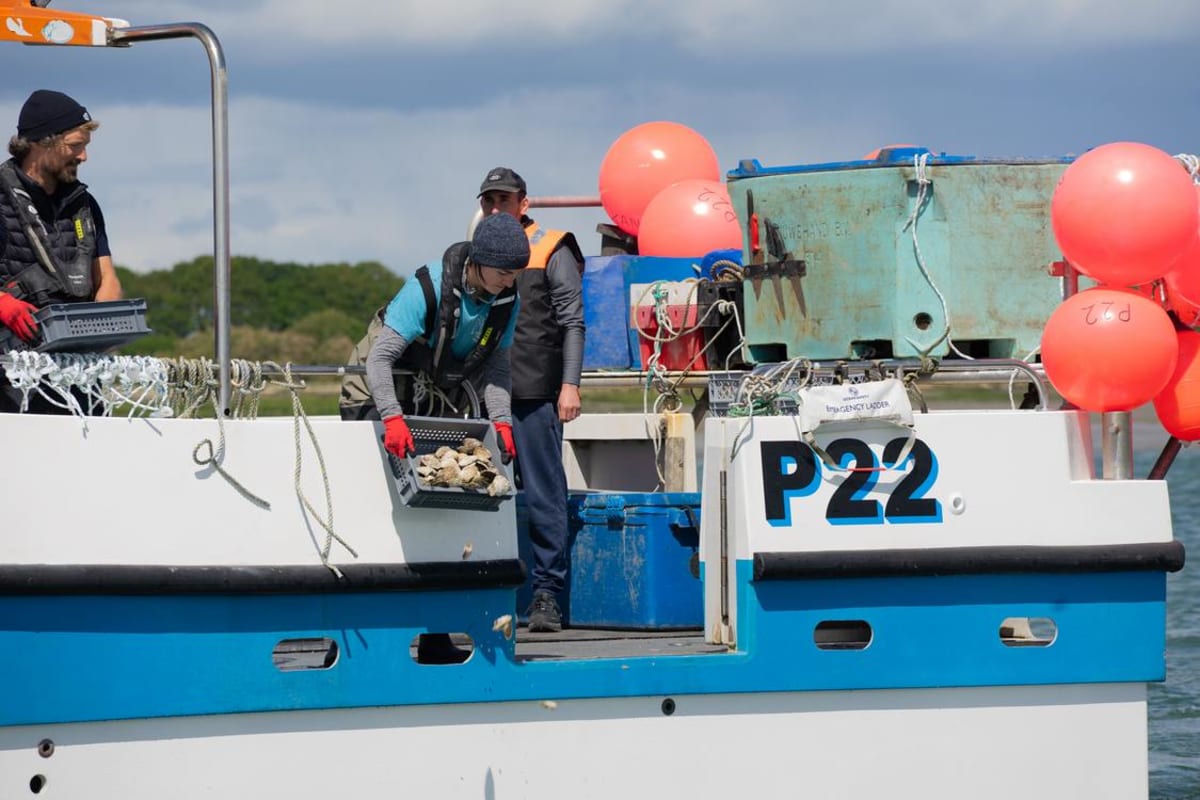 260 Volunteers Restore 20,000 Oysters to Portsmouth Waters