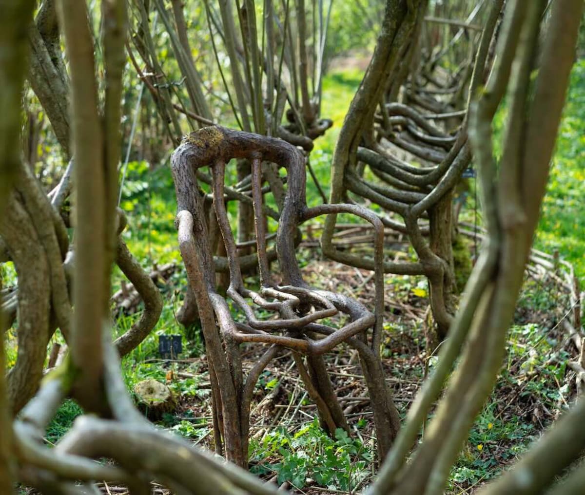 British Couple Grows Chairs Directly on Living Trees - Image 2