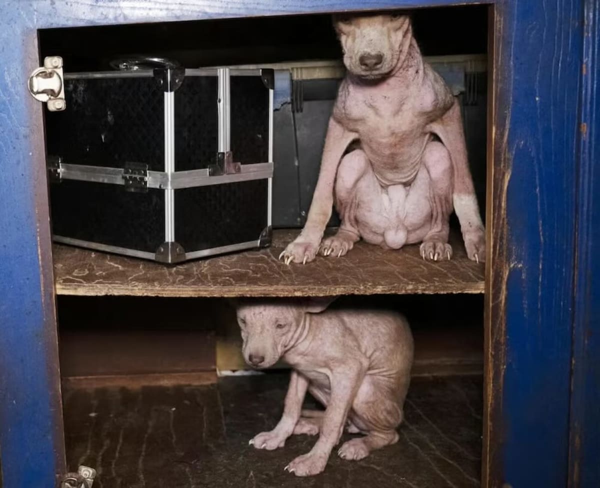 Hairless Puppy Found in Cabinet Now Thriving in New Home - Image 2