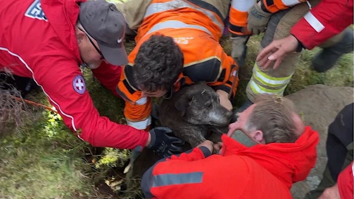 18 Rescuers Free Dog Trapped 21 Feet Underground - Image 4