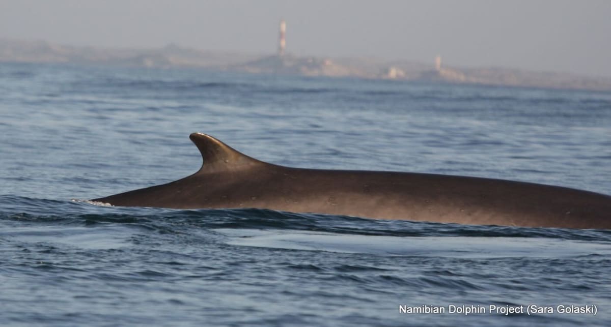 Fin whale swimming in open ocean waters showing distinctive coloring and size