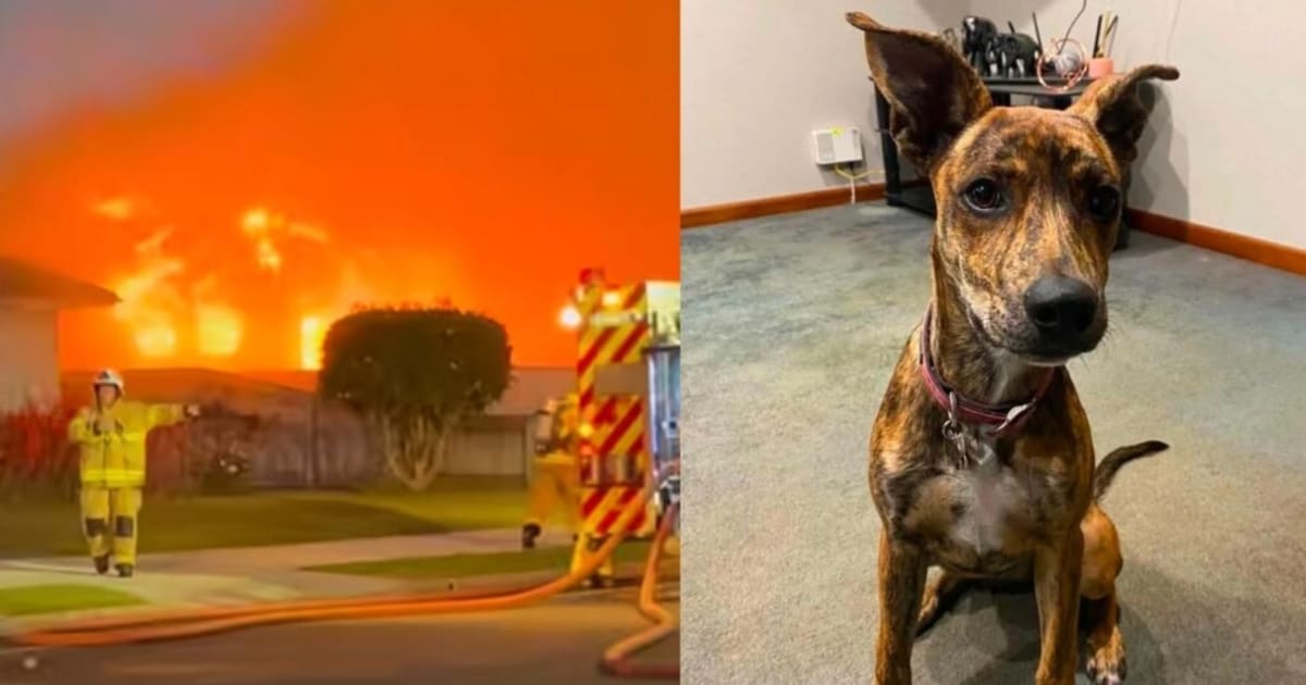 Rescued Dog Saves Owner From NZ House Fire With a Bite - Image 2