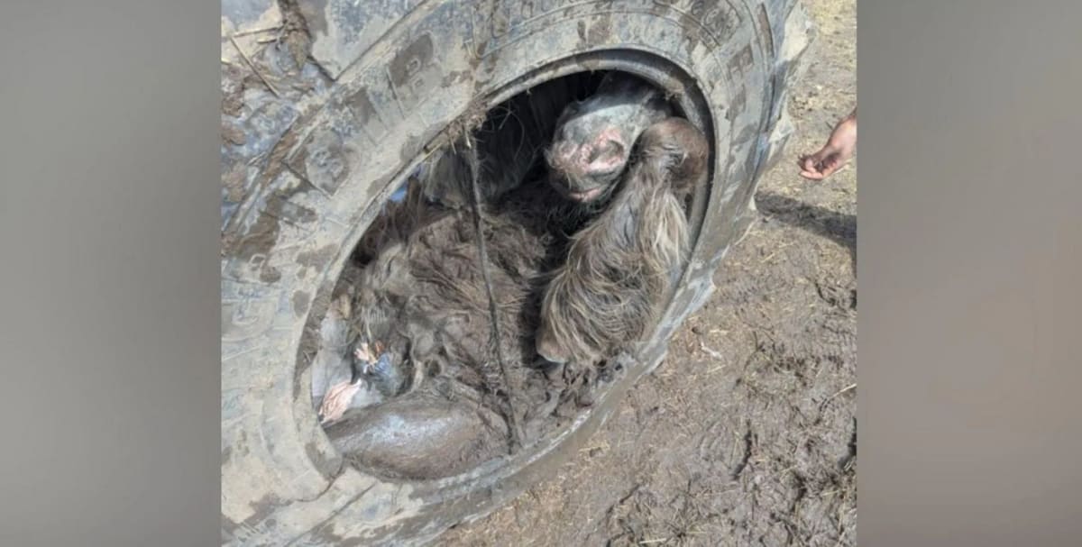 Pony Rescued from Tractor Tire in Stoke-on-Trent