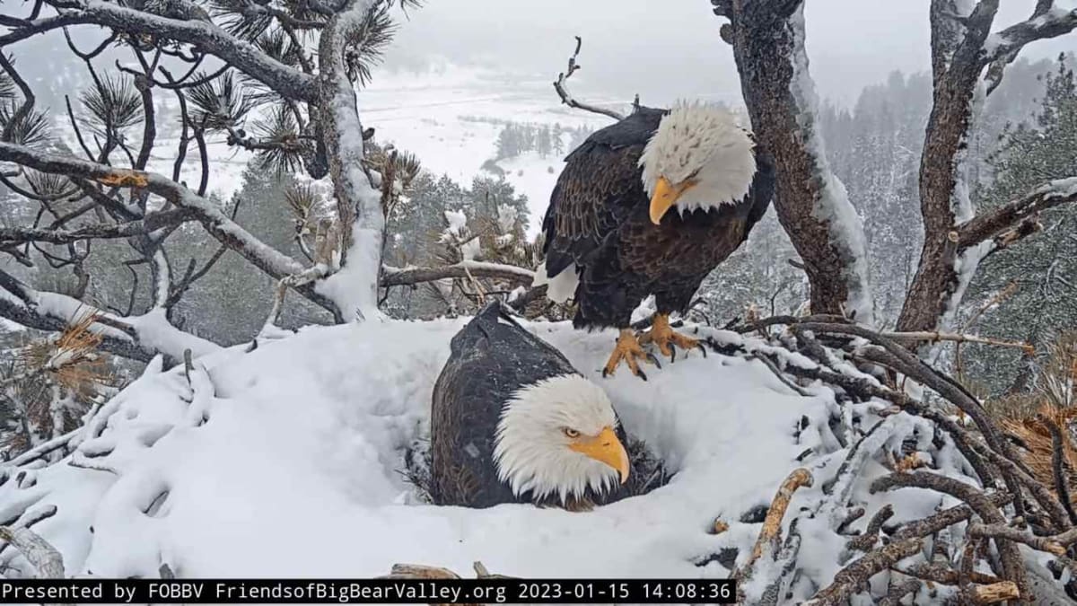 Bald eagles Jackie and Shadow sitting in their nest at Big Bear Valley, California