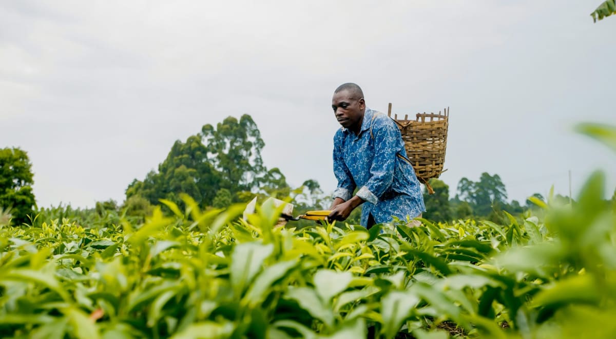 Kenya Court Strikes Down Law That Banned Seed Sharing